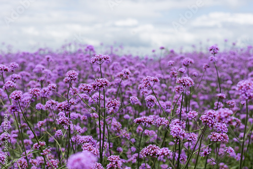 purple verbena field in soft fogus