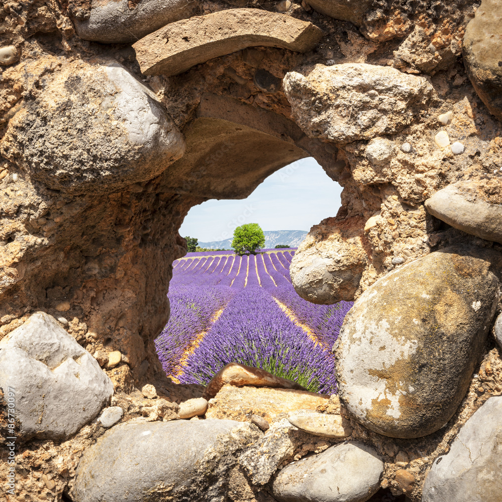 Crédence de cuisine avec Lavender fields through a cabin window in Valensole #86730097