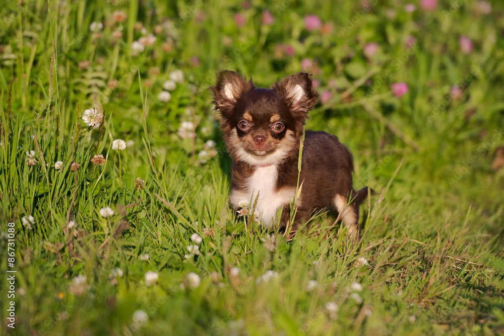 adorable chihuahua puppy walking outdoors