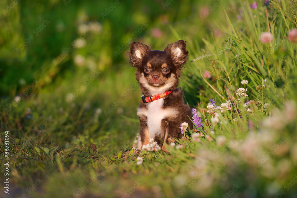 Chocolate and store tan chihuahua
