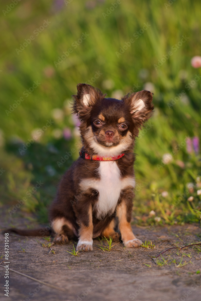 Fototapeta premium adorable chihuahua puppy sitting outdoors