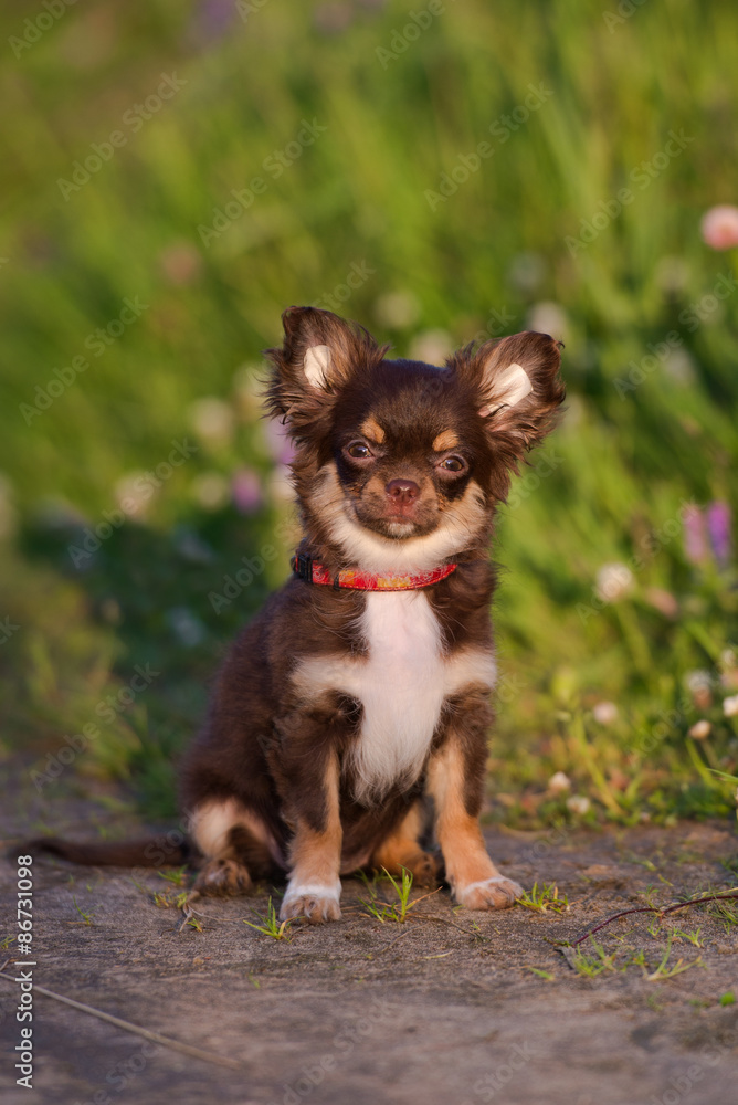 adorable chihuahua puppy sitting outdoors