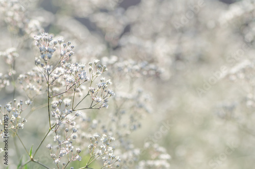 delicate white flowers background © aga7ta