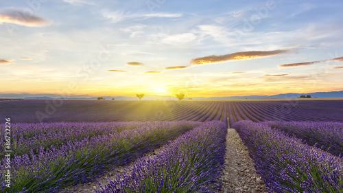 Sunset on lavender field with two trees and yellow sun
