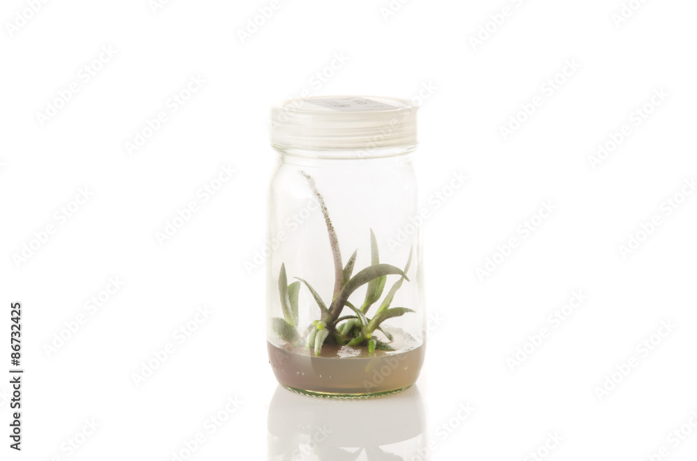 plant tissue culture plant tissue culture