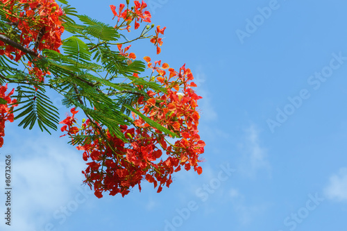 Peacock flowers on  tree with sky background photo