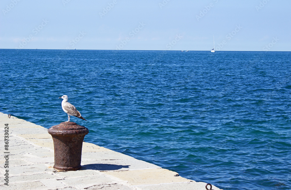 Obraz premium Seagull perching on a bollard