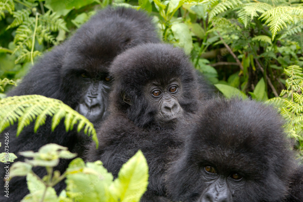 Three Gorillas resting in the Virunga National Park, Rwanda