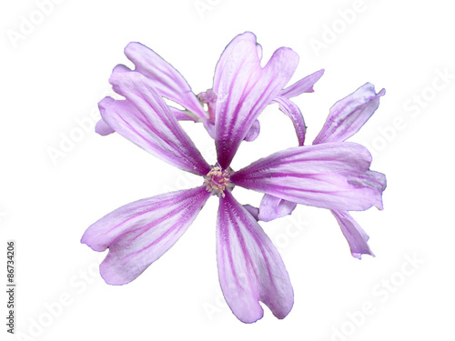 flower isolated on white background