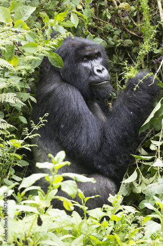 Silverback Mountain Gorilla resting in the Virunga National Park, Rwanda © magicbones