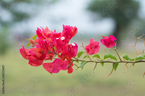 Bouquet of orange flowers on a background blur.