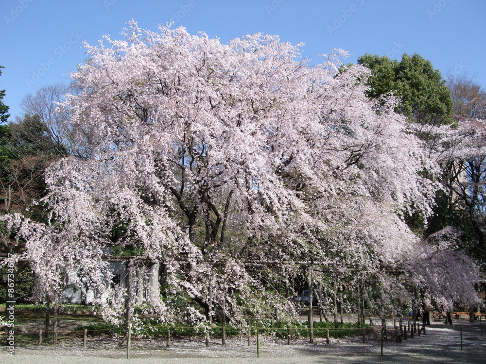 六義園のしだれ桜 Weeping cherry tree in Rikugien Gardens 六義園のしだれ桜 Weeping cherry tree in Rikugien Gardens