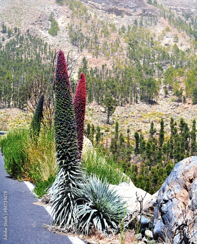 Fototapeta Naklejka Na Ścianę i Meble -  Landscape With Vegetation On National Park On Tenerife. Canary Islands.Spain. 