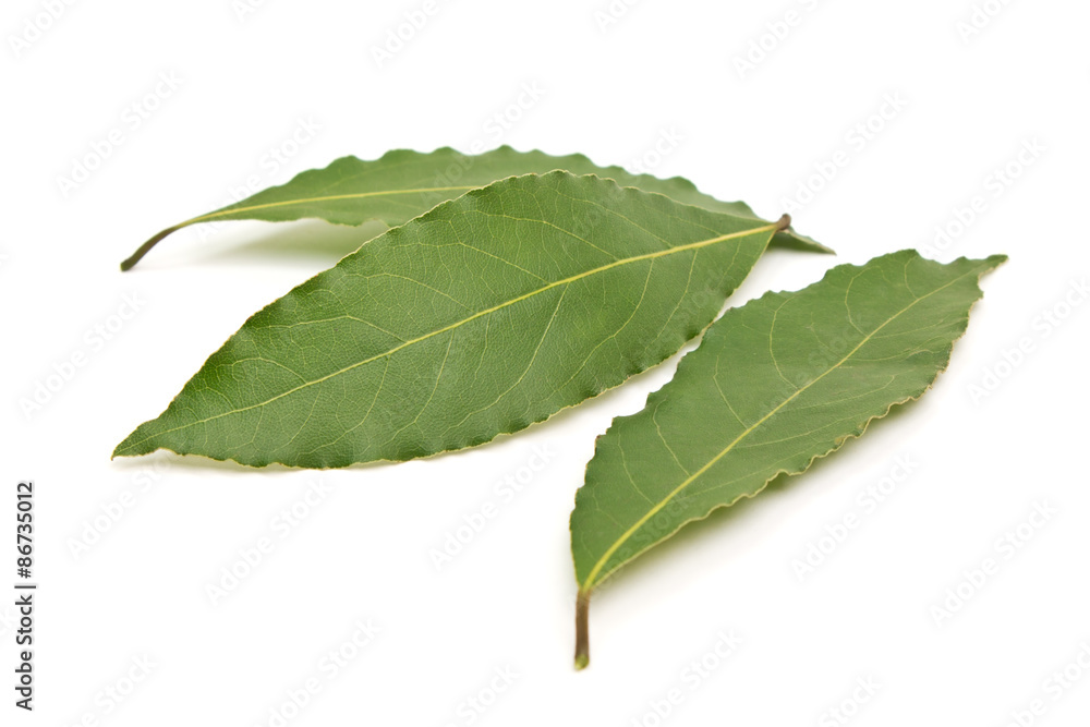 Fototapeta premium Fresh Bay Leaves isolated on white background