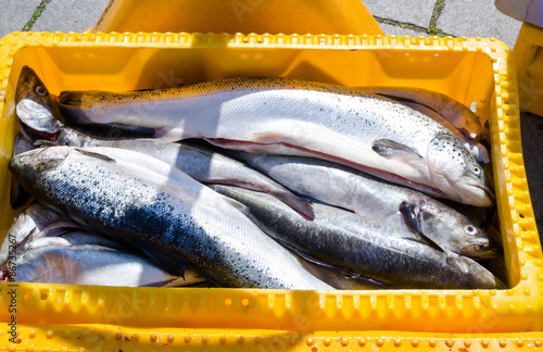 lachs, frisch gefischt in fischkiste photo