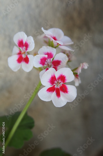 Fototapeta Naklejka Na Ścianę i Meble -  Géranium rose et blanc 