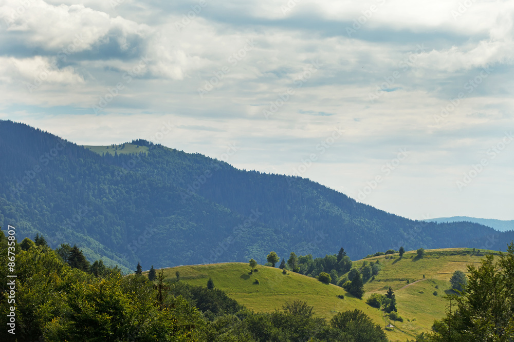 Carpathian forest. Sunny day in Ukraine