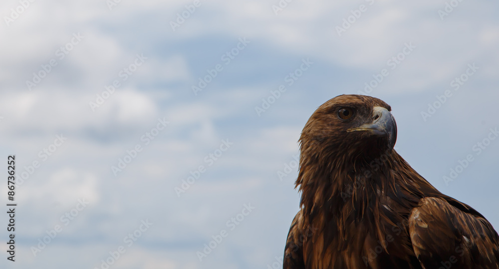 the profile of an eagle on a background of blue sky and clouds the profile of an eagle on a background of blue sky and clouds