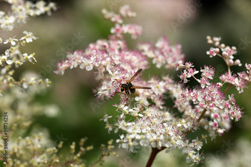 pollinisation photo