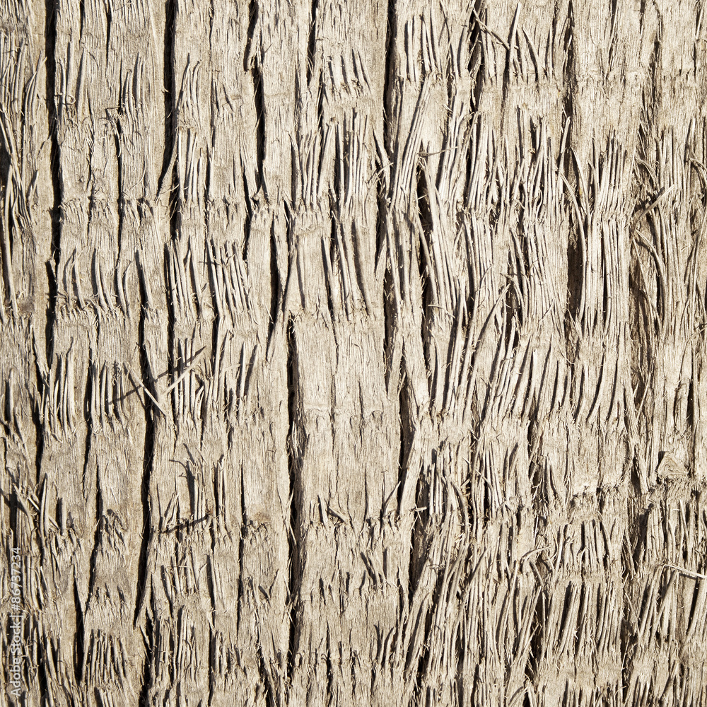 Rough wood texture Rough wood texture