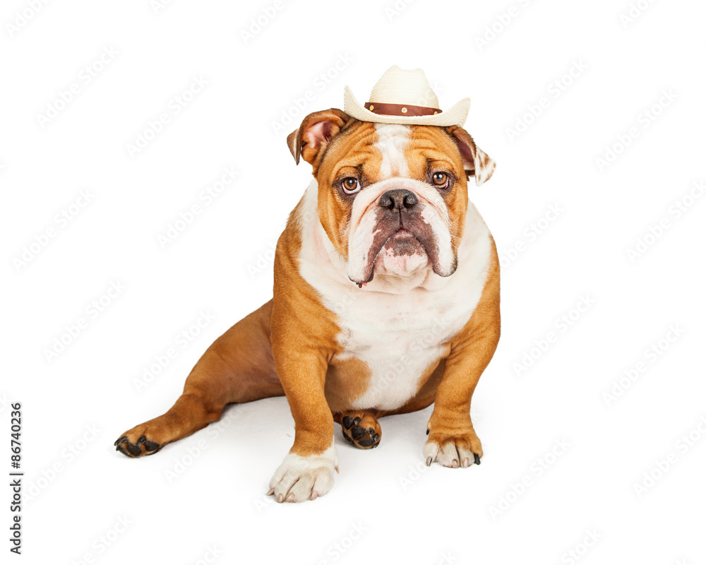 Western Cowboy English Bulldog