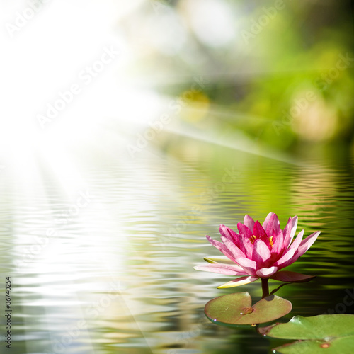 beautiful lotus flower background