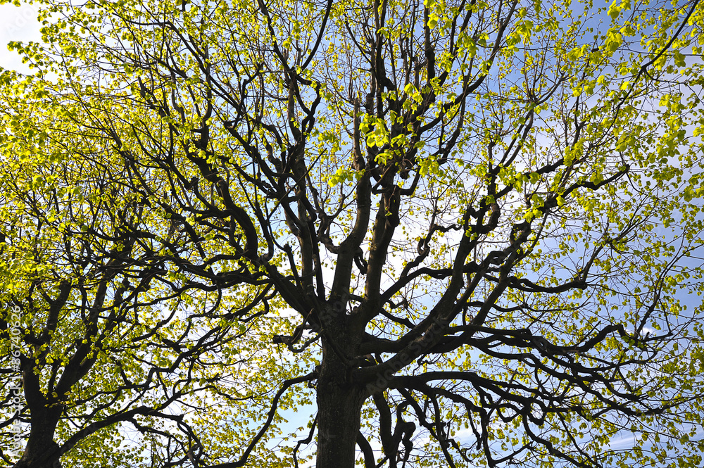 abstract background with branches of lime trees with blooming fo abstract background with branches of lime trees with blooming fo