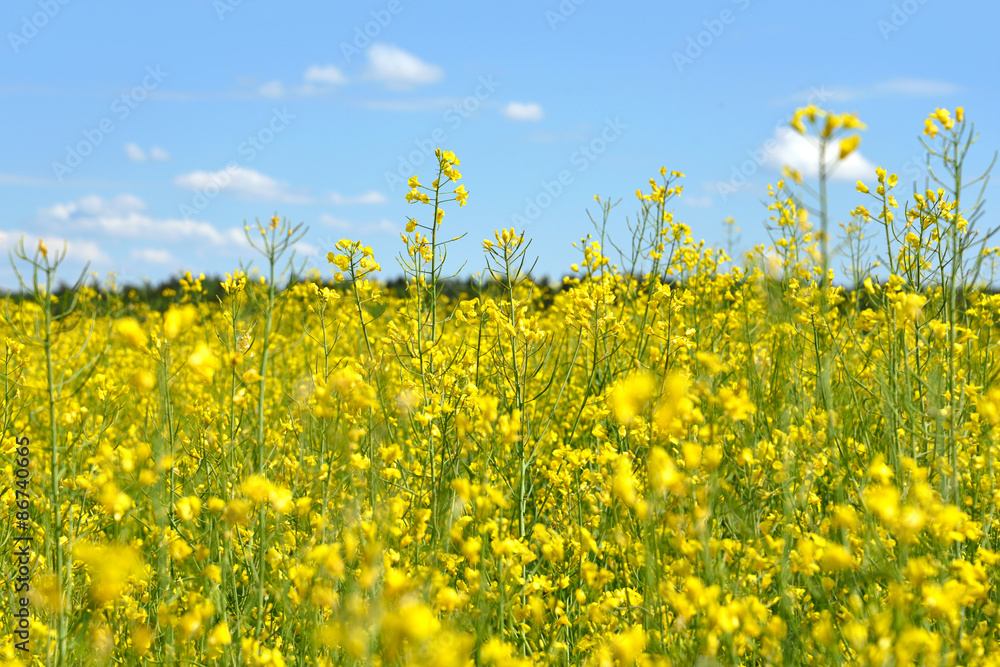 Yellow rape Yellow rape
