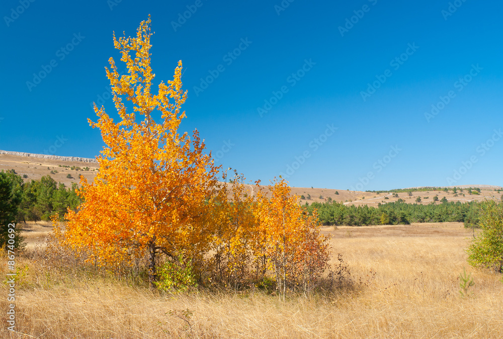 Autumnal landscape with family birch on Ai-Petri mountain tableland in Crimea Autumnal landscape with family birch on Ai-Petri mountain tableland in Crimea