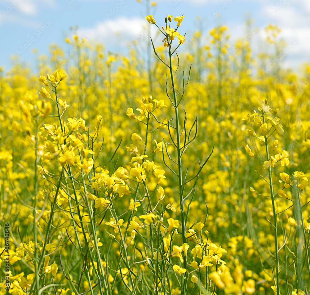 Obraz premium Blossoming field