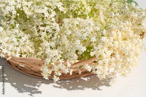 Canvas Print Holunderblüten