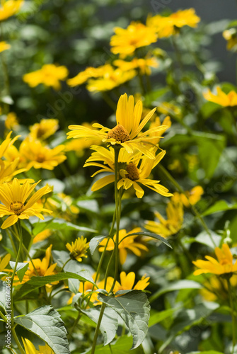  flowers in the garden