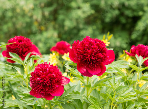 Flowers pink peonies in the garden