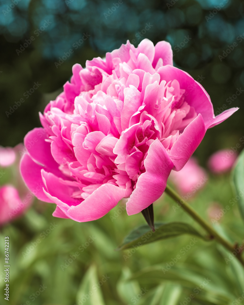 Pink peony flower 