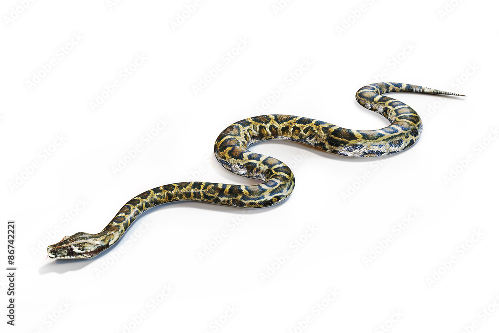 Fototapeta premium Anacondas snake on a white background.
