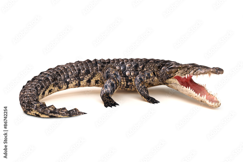 Naklejka premium Crocodile in aggressive stance isolated on a white background.