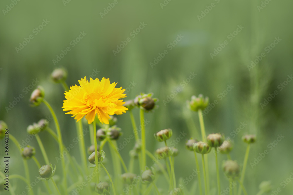 yellow flower yellow flower
