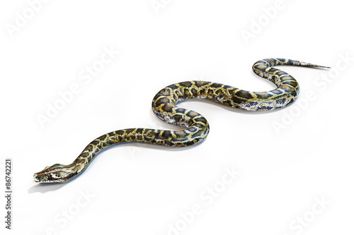 Anacondas snake on a white background.