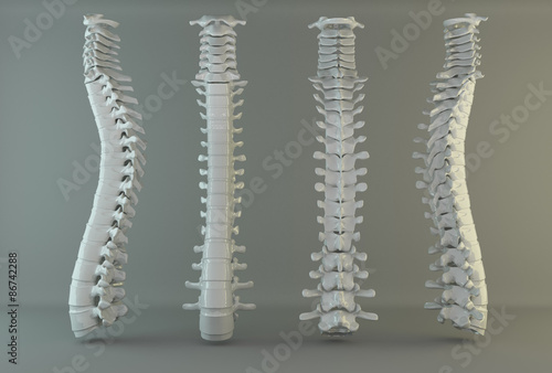 human spine