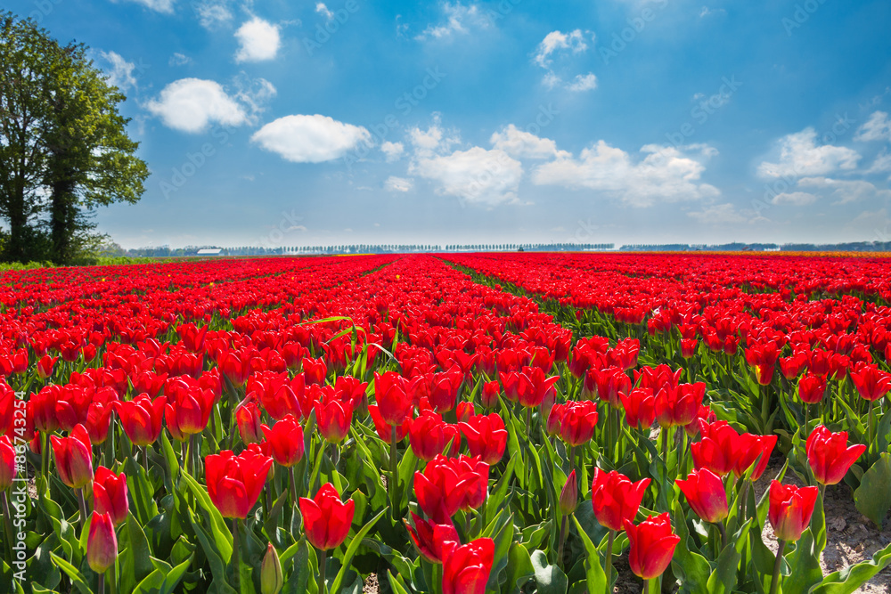 Beautiful red tulips during sunny day, Netherlands