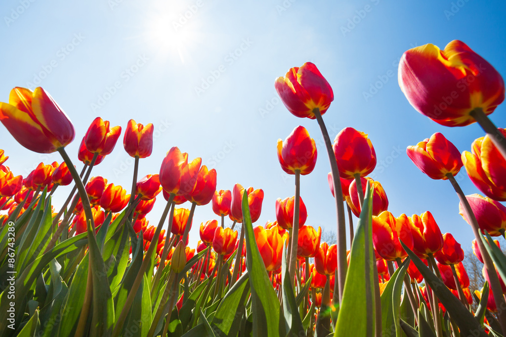 Fototapeta premium Poniżej widok pięknych pomarańczowych tulipanów, Holandia