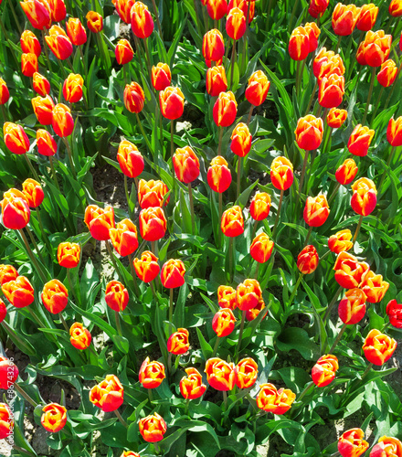 Close view from top of orange tulips in summer