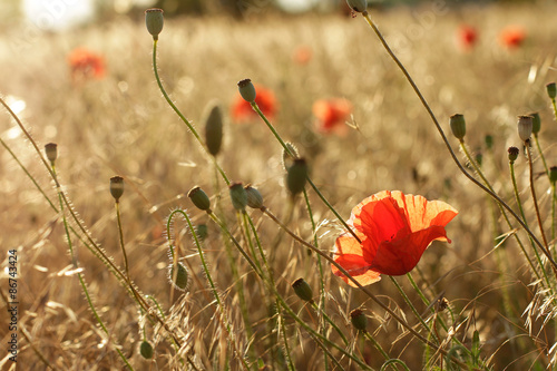 Fototapeta Naklejka Na Ścianę i Meble -  Red poppies in field - beauty in nature 
