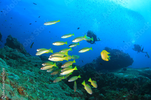 Scuba diving on tropical coral reef with fish underwater