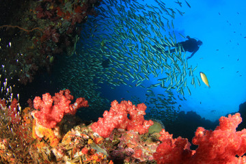 Foto auf Acrylglas Tauchen Tauchen am tropischen Korallenriff mit Fischen unter Wasser  © Richard Carey