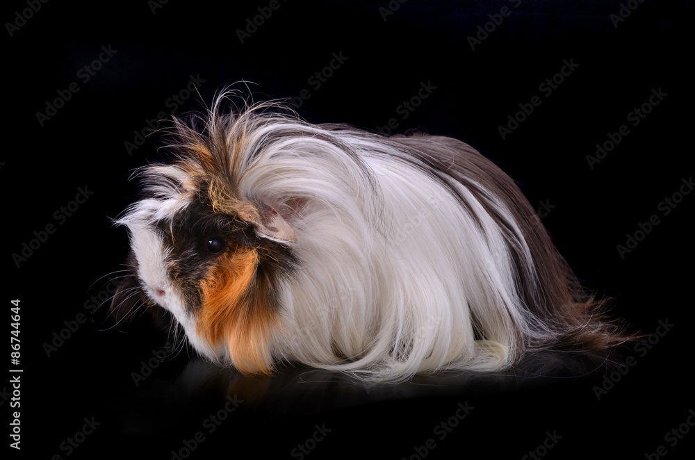 Naklejka premium Cute guinea pig