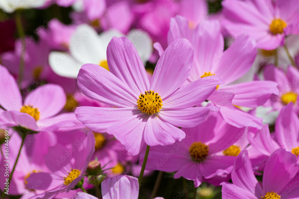 Obraz premium Pink flower