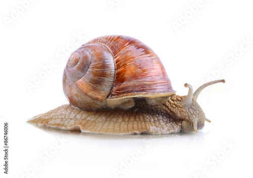 Helix Aspersa snail