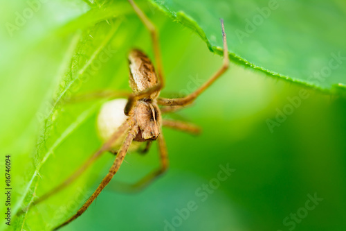 Eine Spinne im Grünen