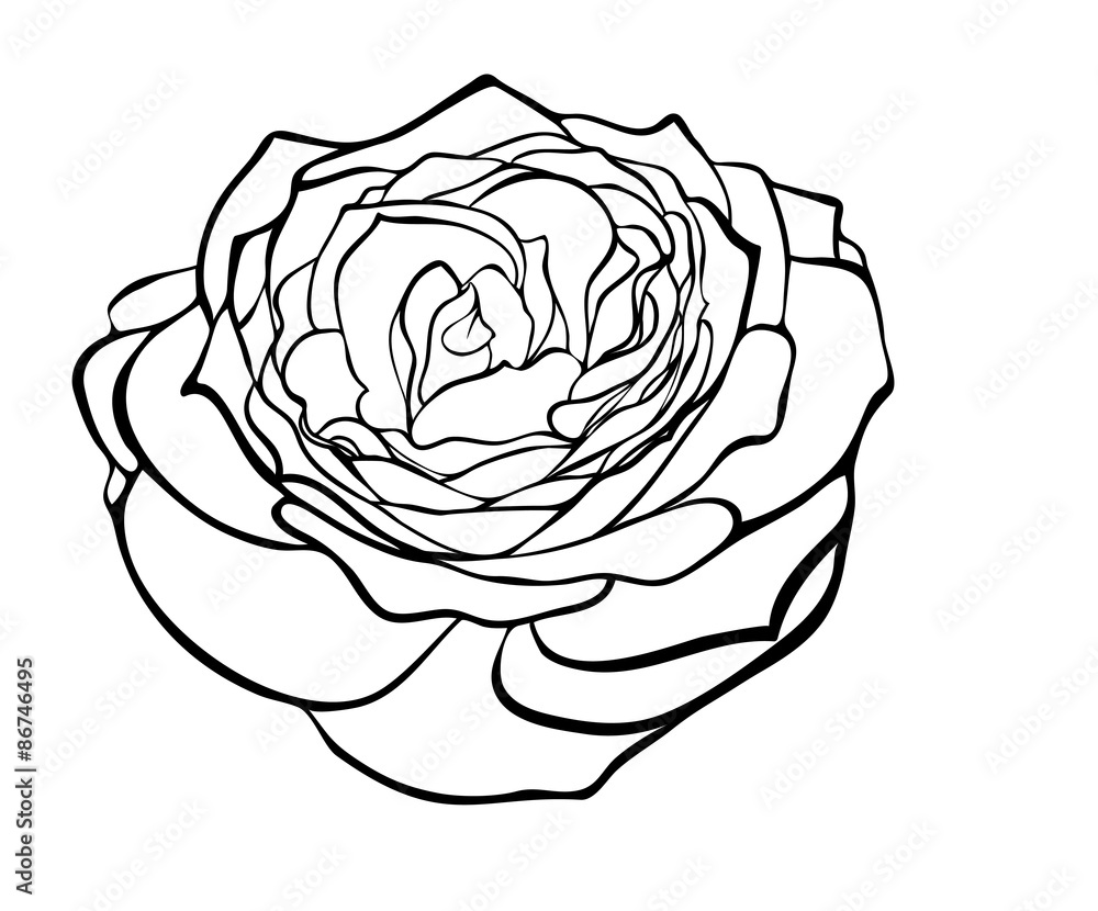 beautiful rose in the style of black and white engraving. beautiful rose in the style of black and white engraving.